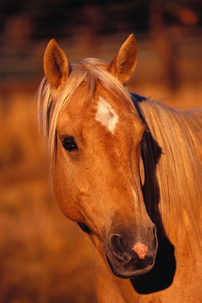 Detail of Diamond Marking Horse's Forehead by Anonymous
