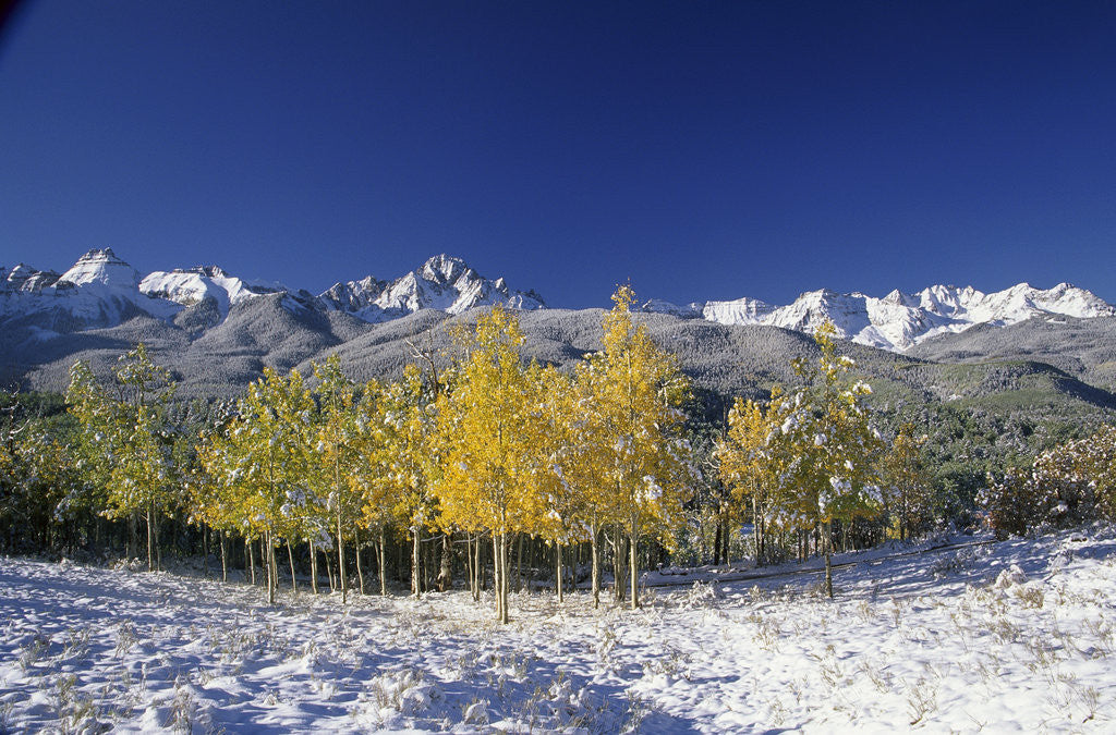 Detail of Aspens and the San Juan Mountains by Anonymous