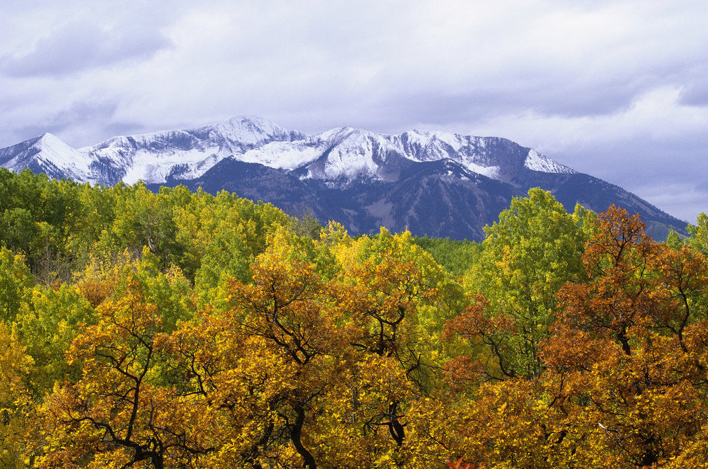 Detail of Oaks and Aspens Along Kebler Pass by Anonymous