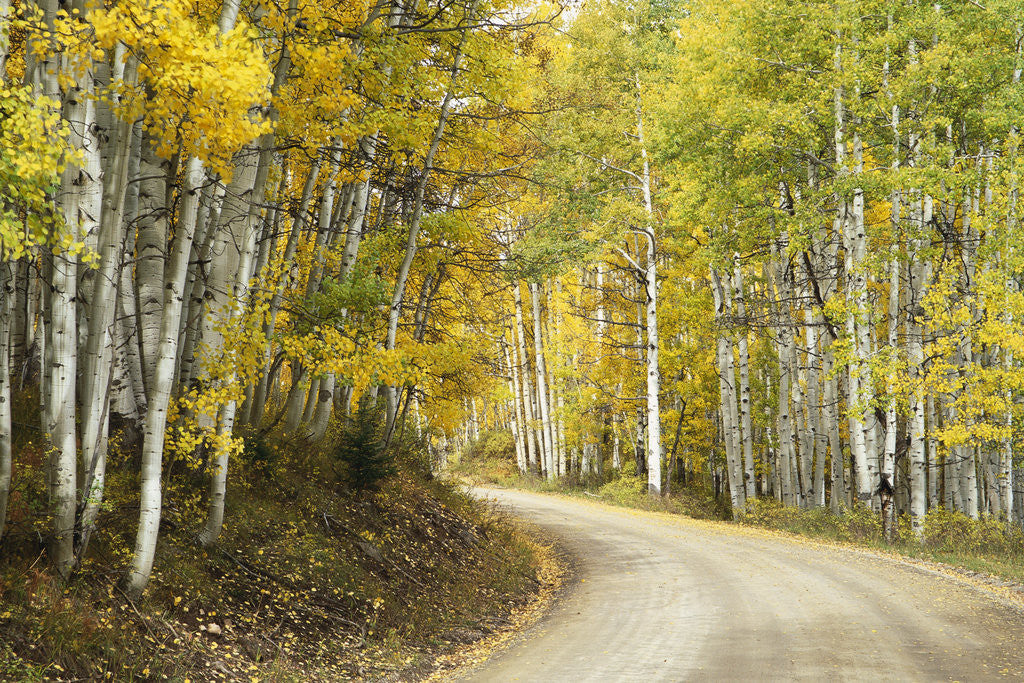 Detail of Aspens Lining Kebler Pass Road by Anonymous