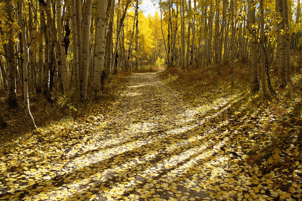 Detail of Aspens Lining Kebler Pass Road by Anonymous