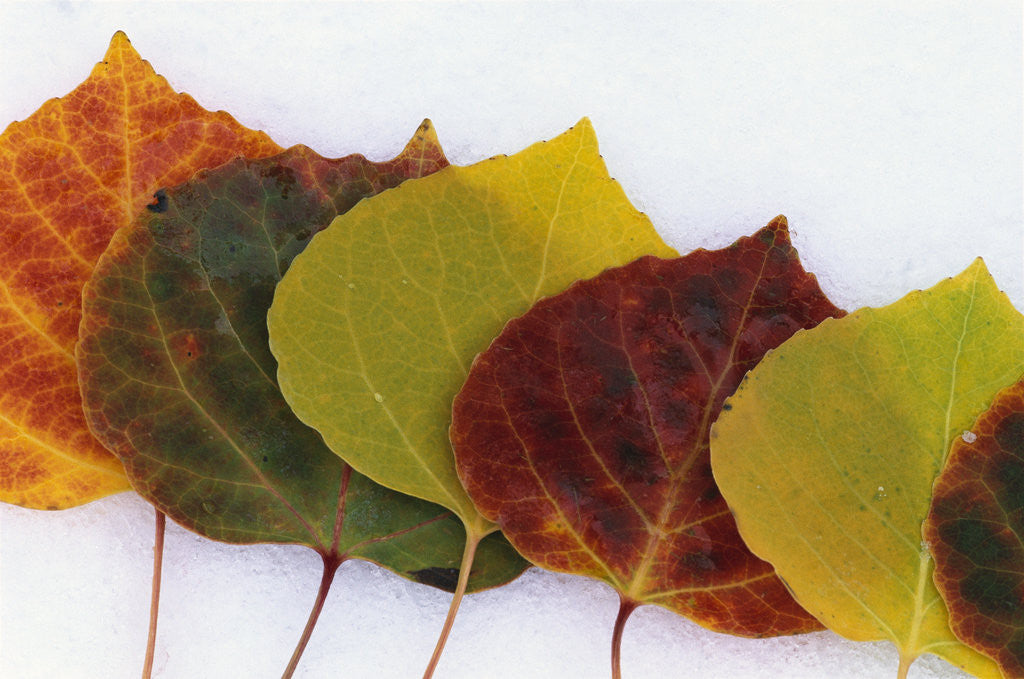 Detail of Aspen Leaves on Snow by Anonymous