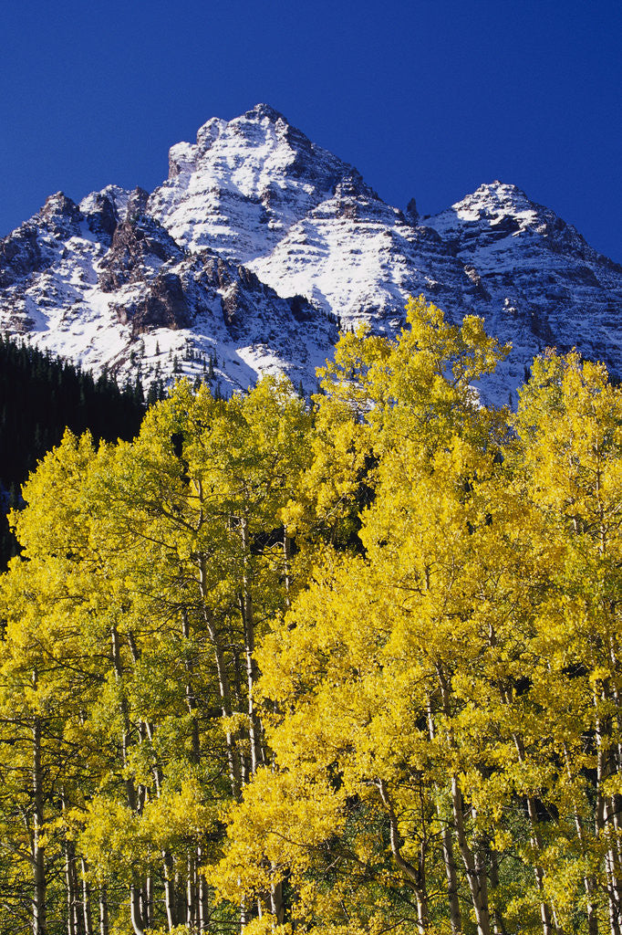 Detail of Aspen Grove and Maroon Bells by Anonymous