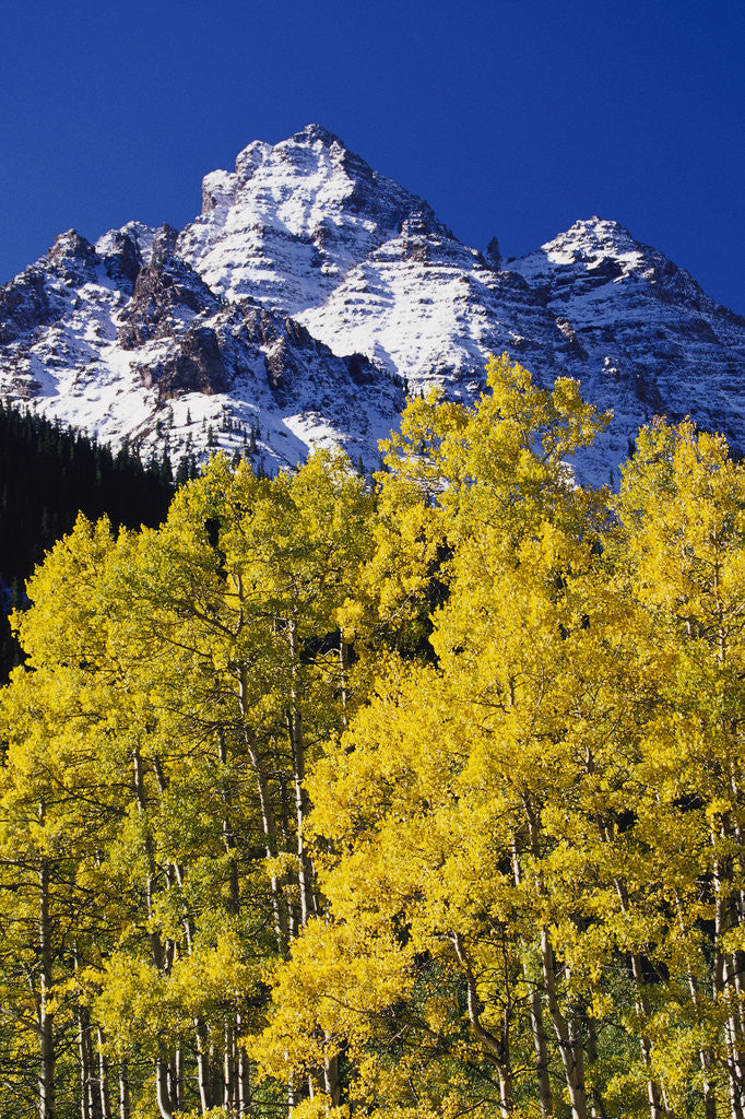 Detail of Aspen Grove and Maroon Bells by Corbis