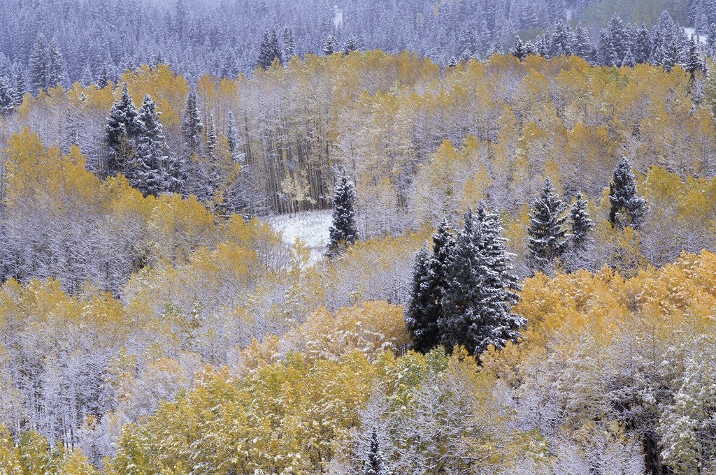 Detail of Aspens and Firs Blanketed with Snow by Anonymous