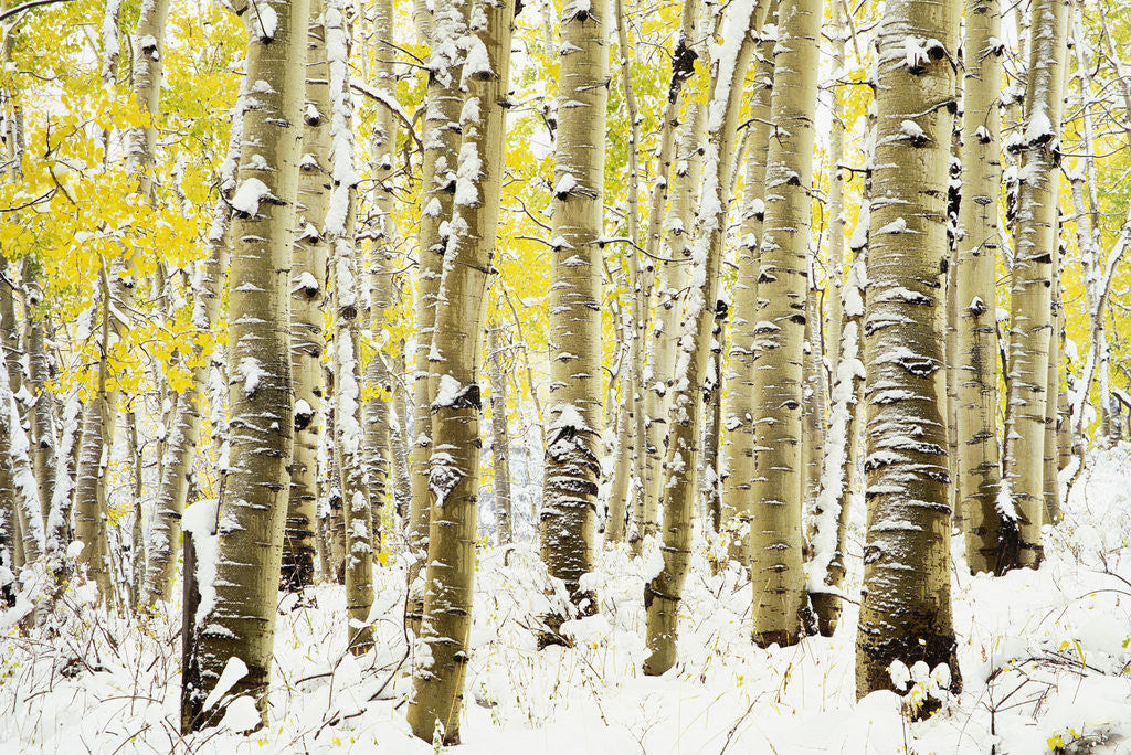 Detail of Aspen Grove in Winter by Anonymous