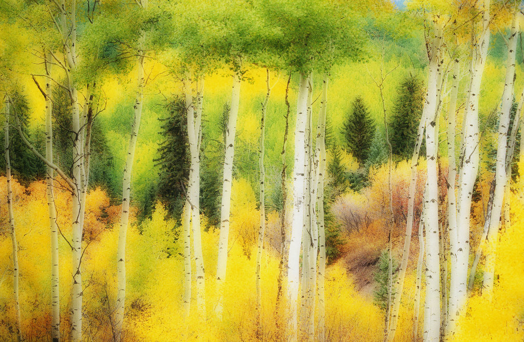 Detail of Forest of Aspens and Firs Along Kebler Pass by Anonymous