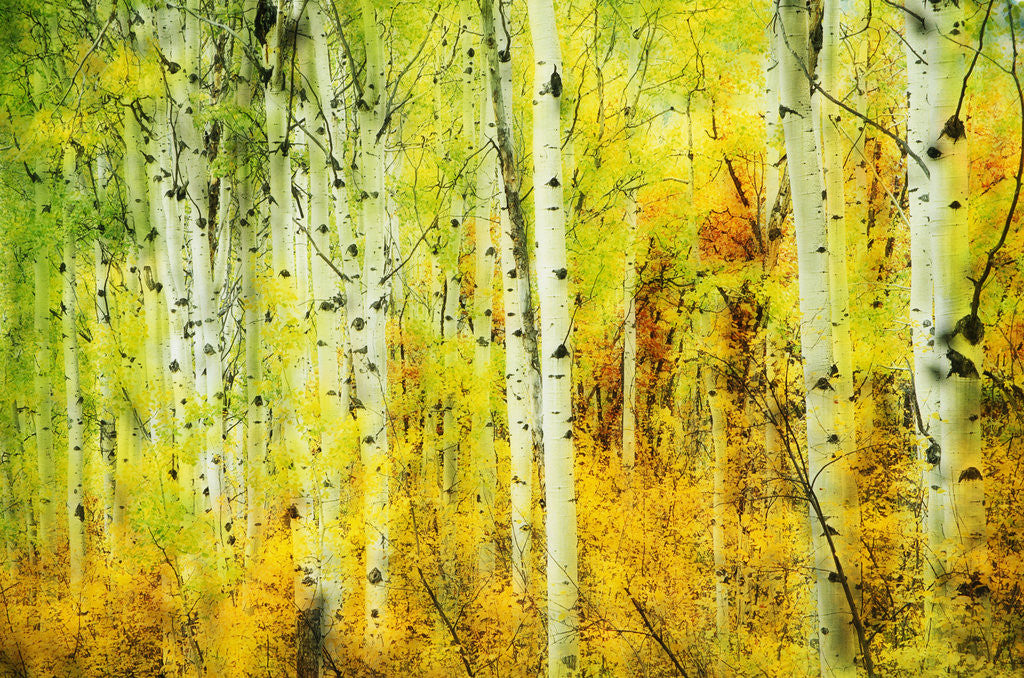 Detail of Forest of Aspens Along Kebler Pass by Anonymous