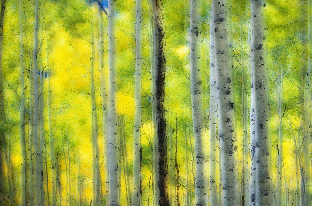 Detail of Aspen Grove in Autumn by Anonymous