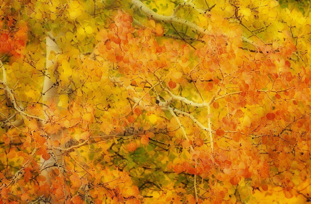 Detail of Aspen Foliage in Autumn by Anonymous