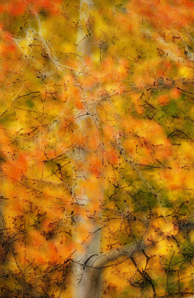Detail of Aspens in Autumn by Anonymous