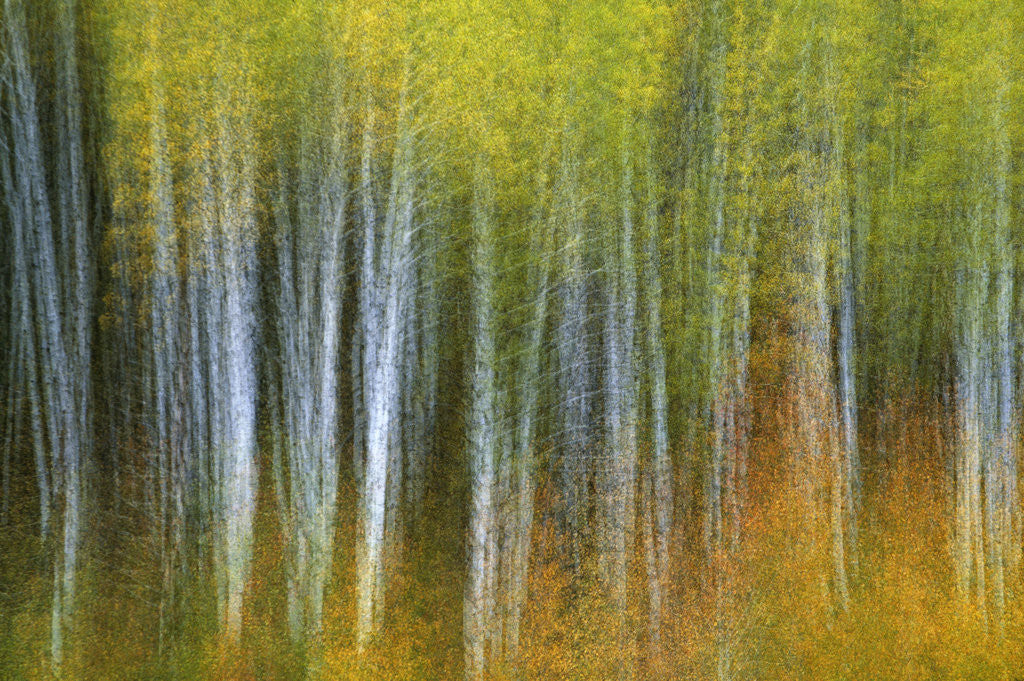Detail of Aspen Grove Lining McClure Pass by Anonymous