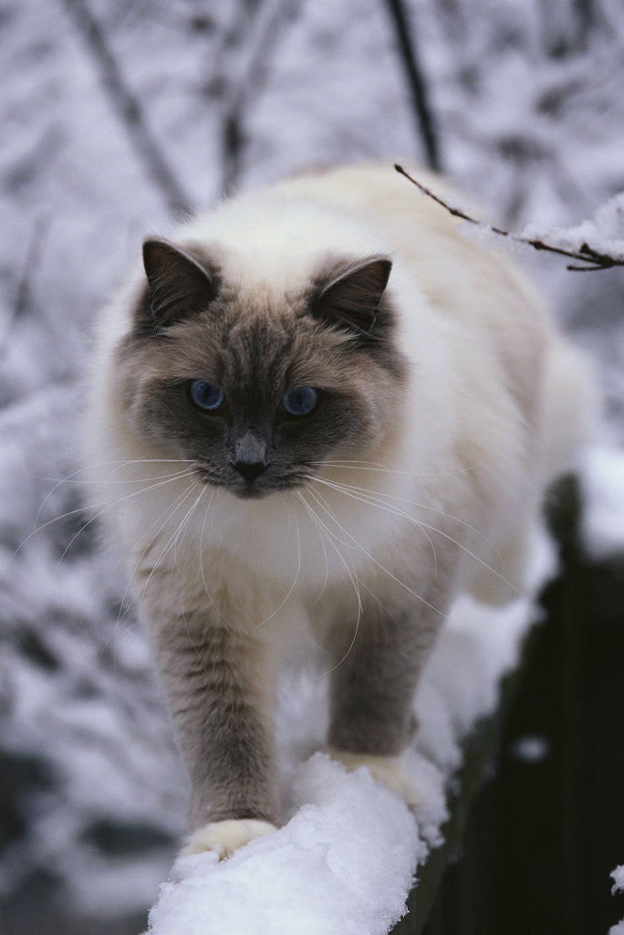 Detail of Ragdoll Cat Outside by Anonymous
