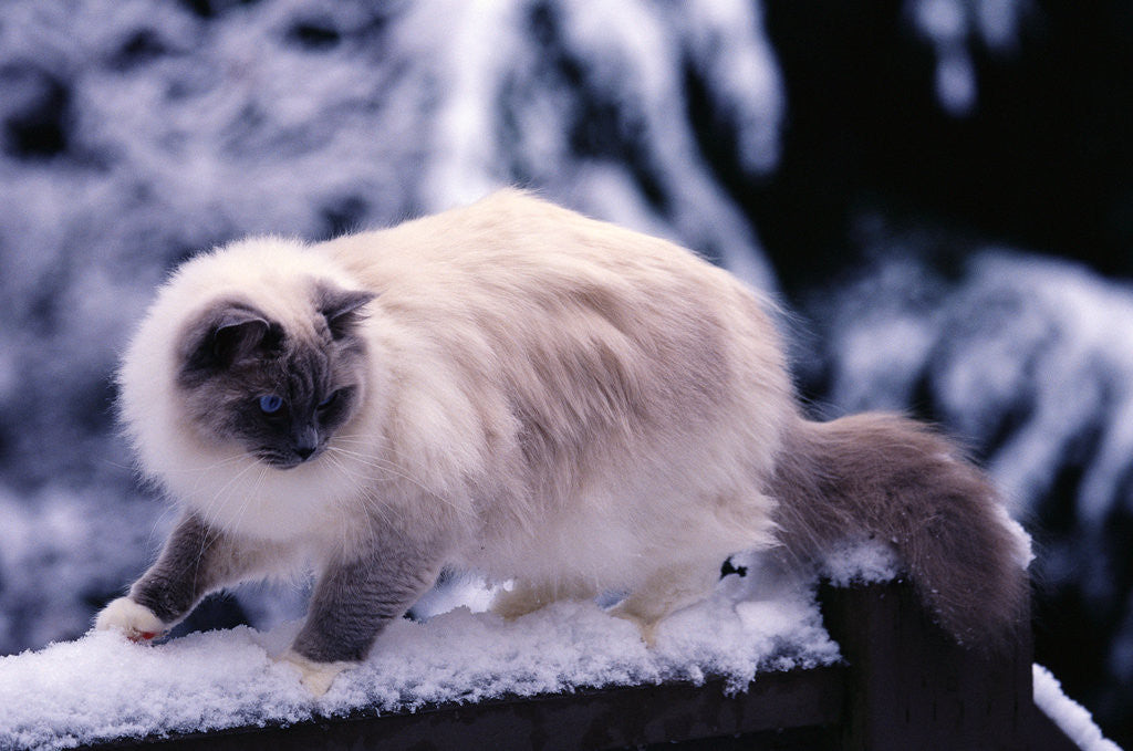 Detail of Ragdoll Cat on Fence by Anonymous