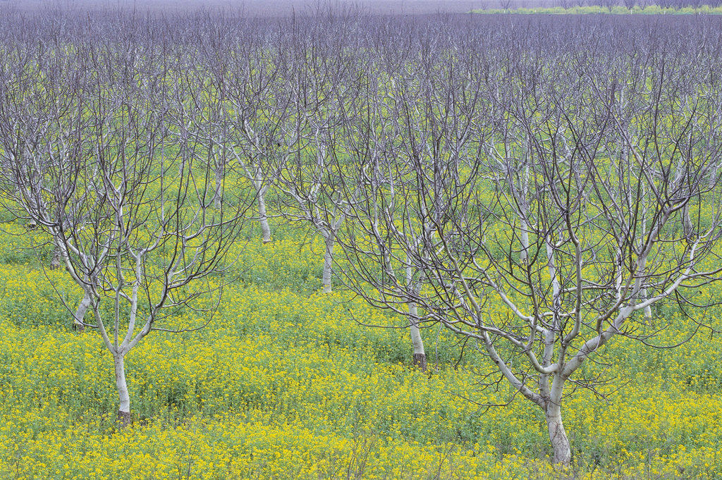 Detail of Almond Grove and Wild Mustard Plants by Corbis