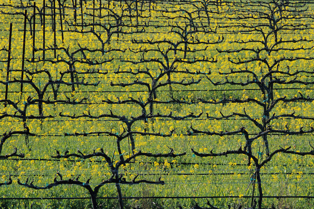 Detail of Sonoma Valley Vineyard by Anonymous