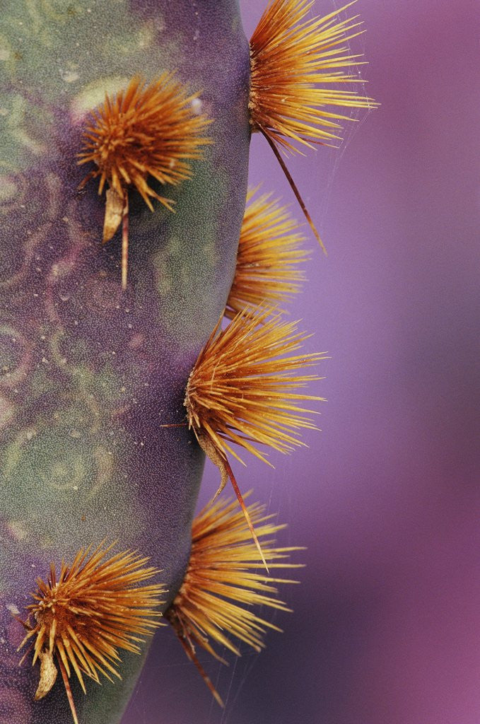 Detail of Prickly Pear of Cactus by Anonymous