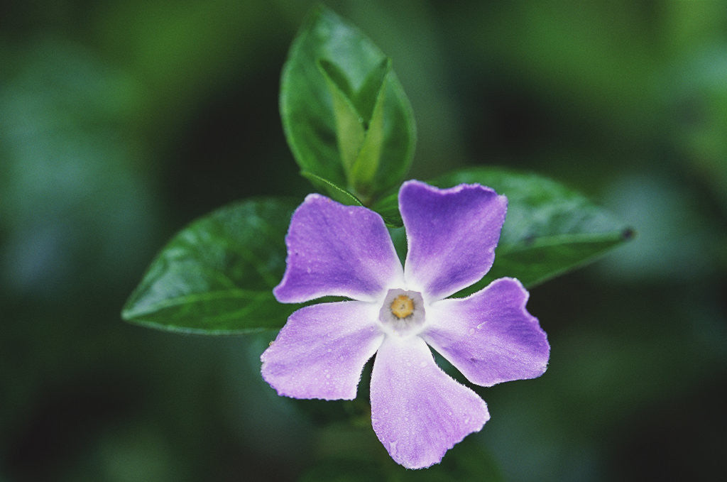 Detail of Periwinkle in Japanese Gardens by Anonymous