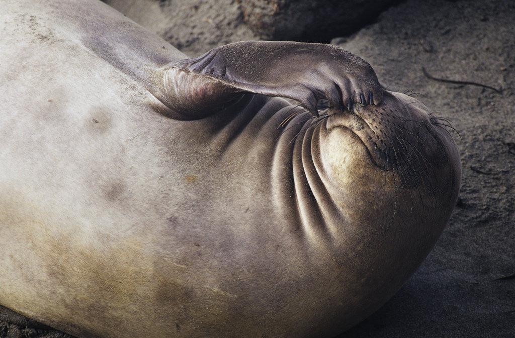 Detail of Elephant Seal Scratching by Anonymous