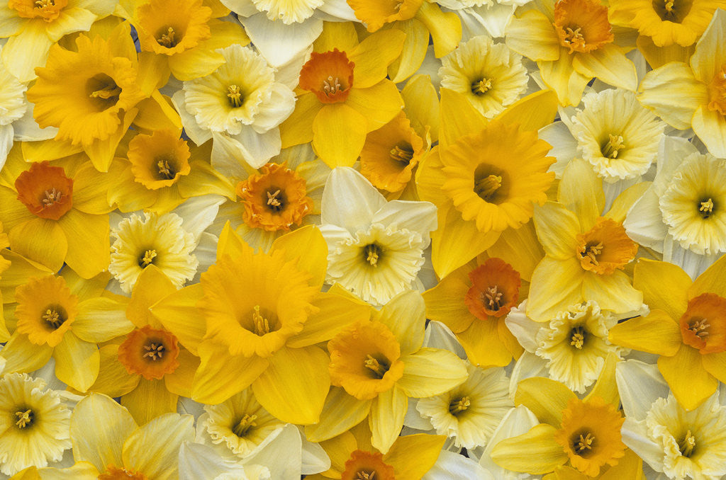 Detail of Blooming Daffodils by Corbis