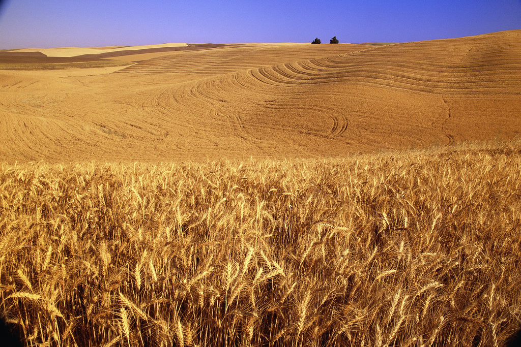 Detail of Rolling Wheat Fields by Anonymous