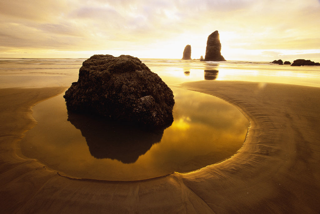 Detail of Tide Pool at Cannon Beach by Anonymous