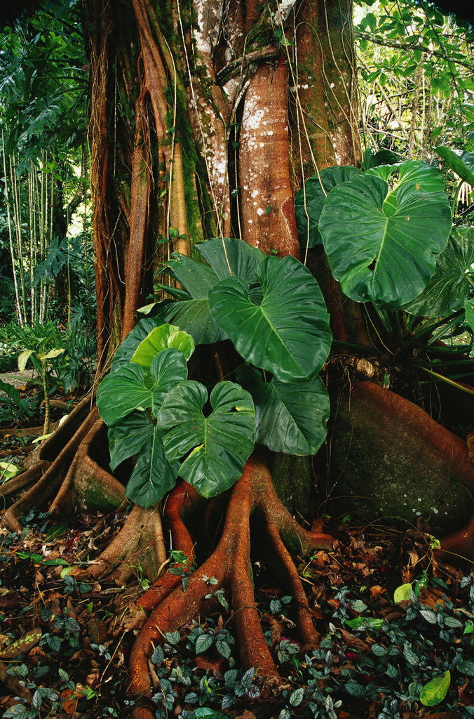 Detail of Anthurium Leaves and Red Mangrove by Anonymous