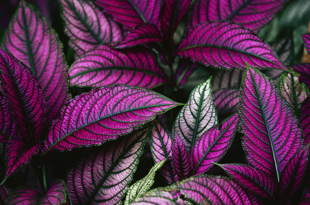 Detail of Coleus Variety at Casa Orquideas Botanical Garden by Anonymous