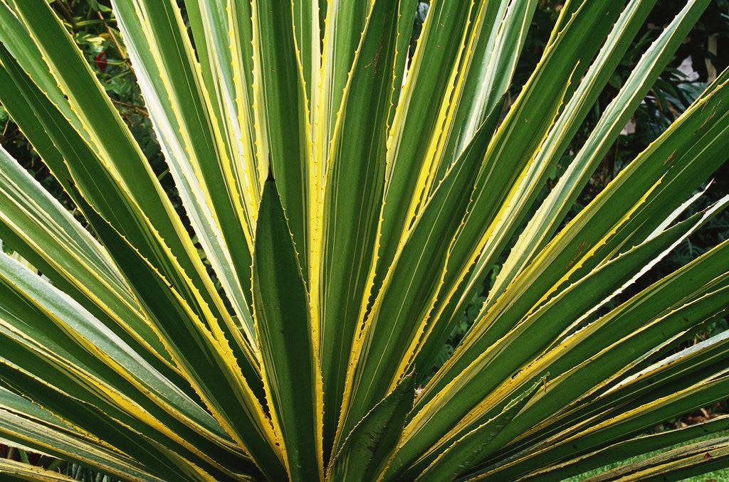 Detail of Cactus Leaves at Casa Orquideas Botanical Garden by Anonymous