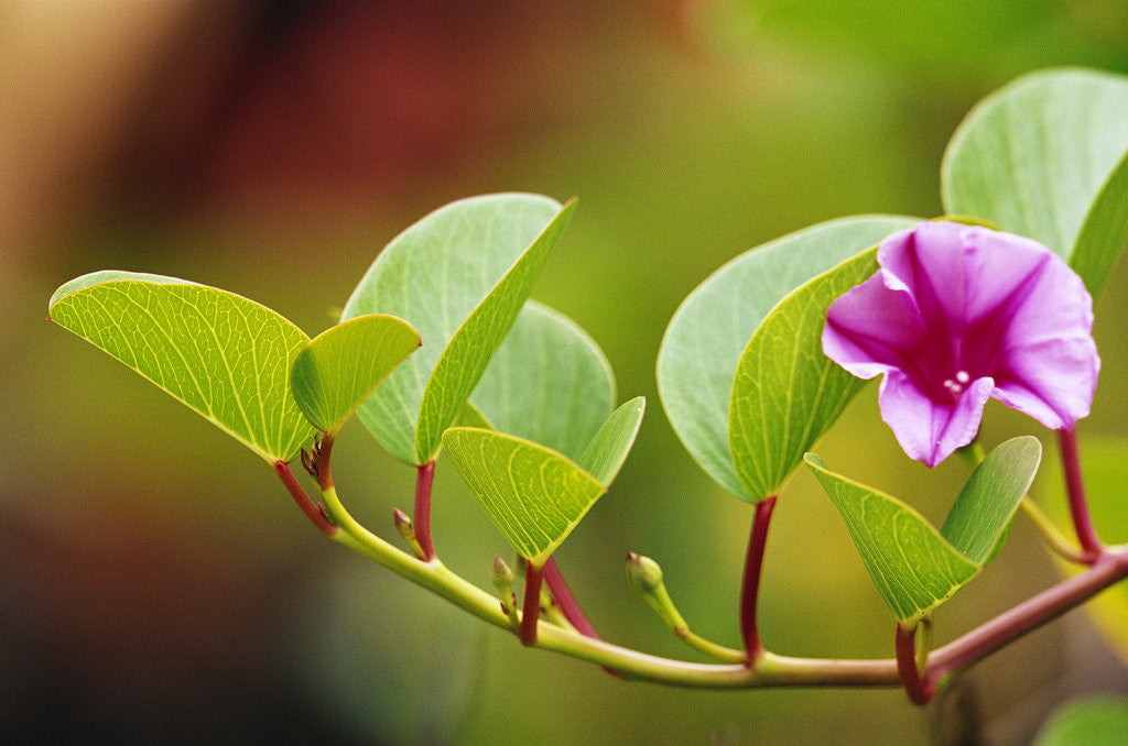 Detail of Morning Glory Along Shore by Anonymous