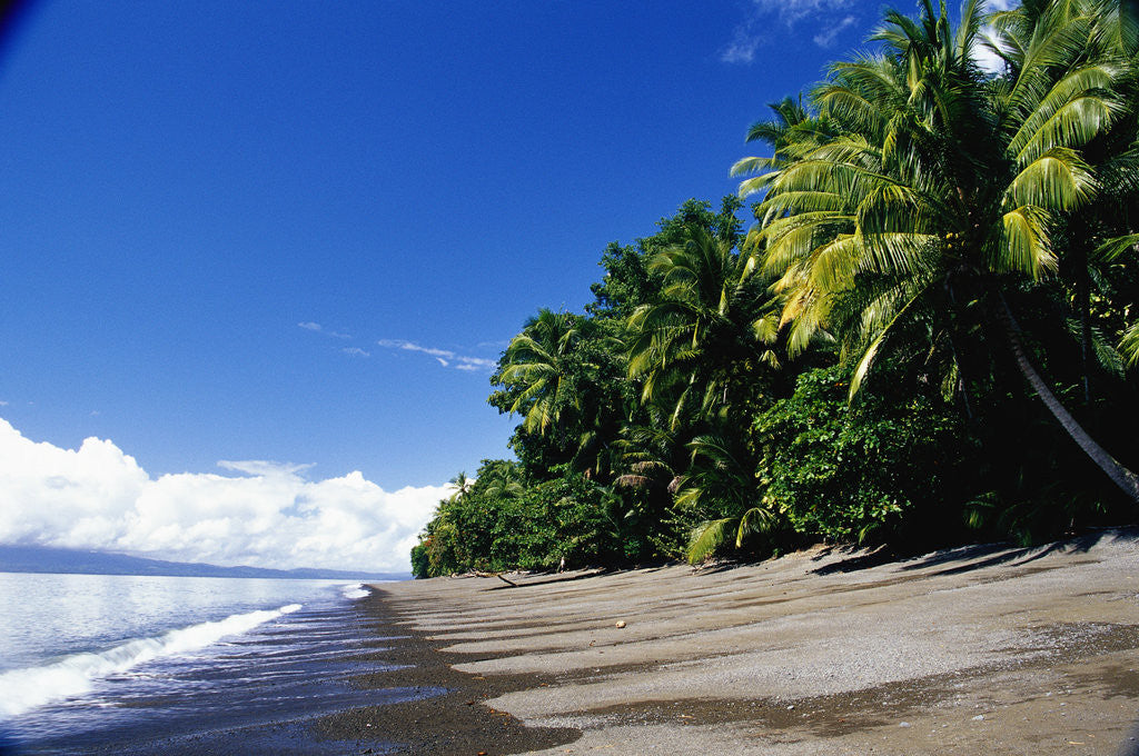 Detail of Tropical Beach on Golfo Dulce by Anonymous