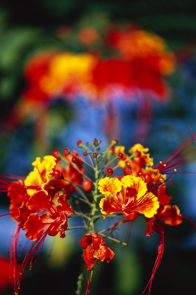 Detail of Blooming Royal Poinciana by Anonymous