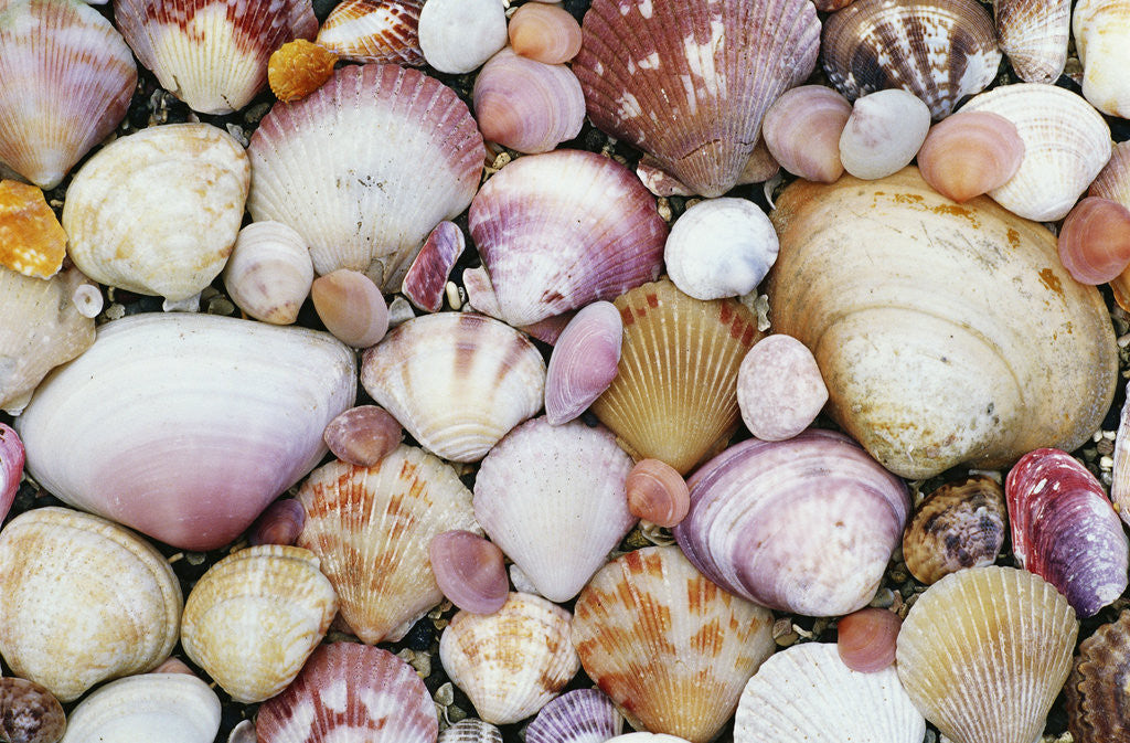 Detail of Seashells on Contadora by Anonymous