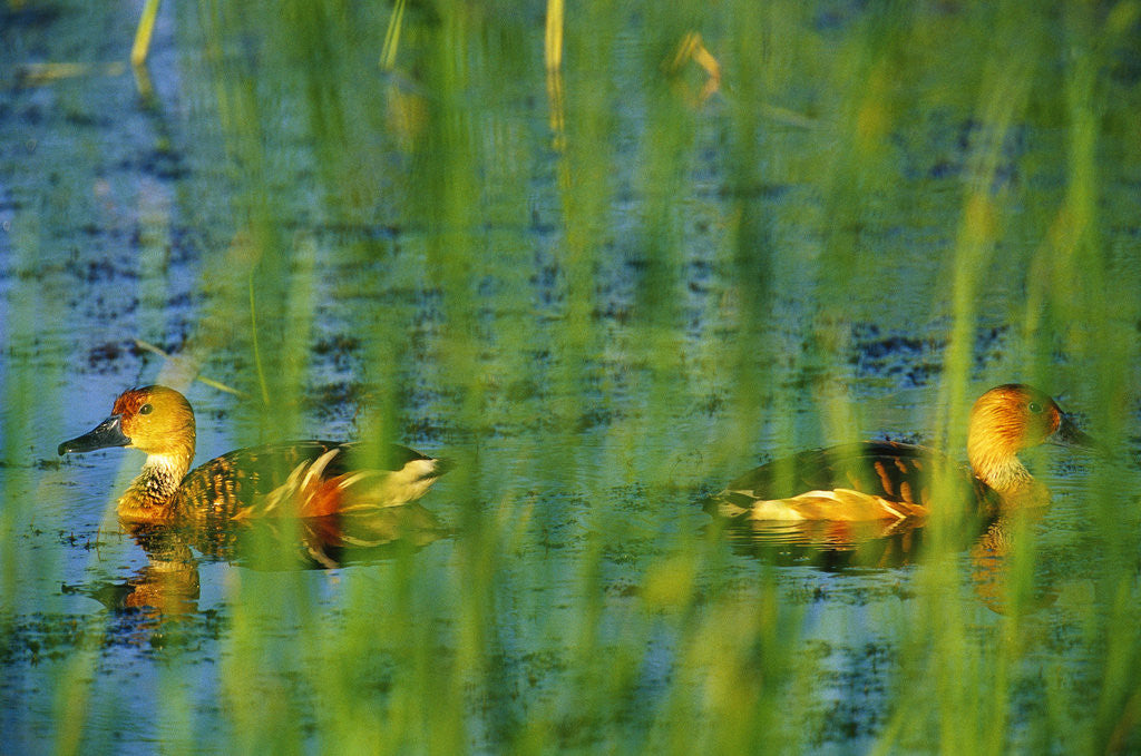 Detail of Fulvous Whistling Ducks in Texas Valley by Anonymous