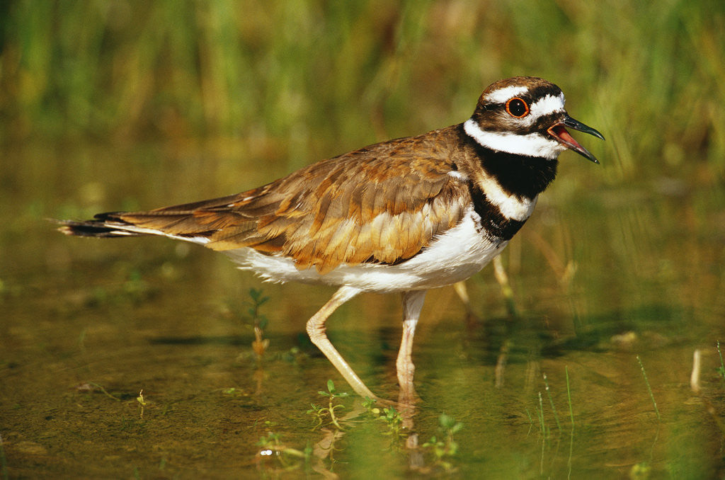 Detail of Killdeer near Nest by Anonymous