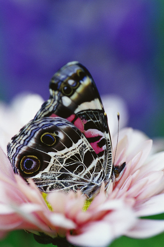 Detail of American Painted Lady on a Lupine by Anonymous