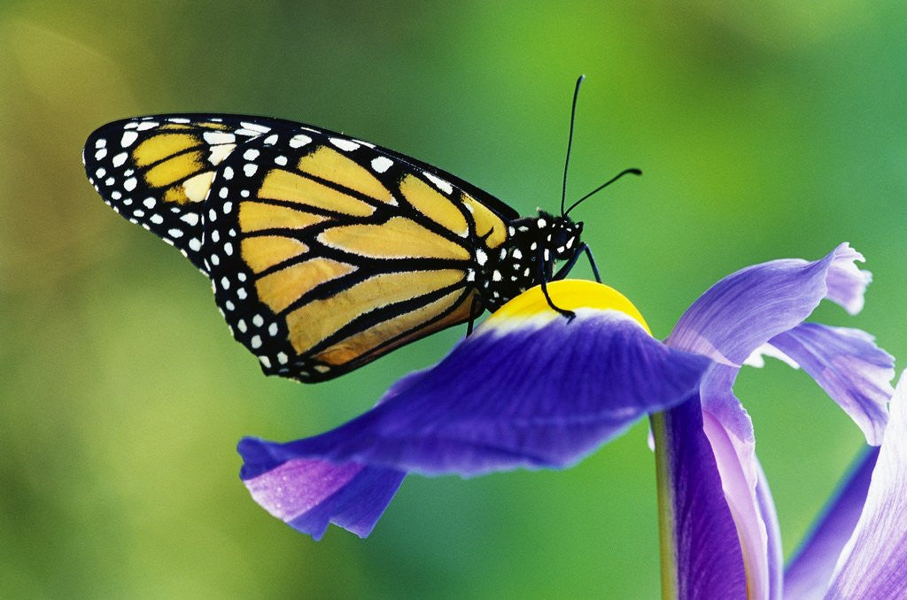 Detail of Monarch Butterfly on a Dutch Iris by Corbis