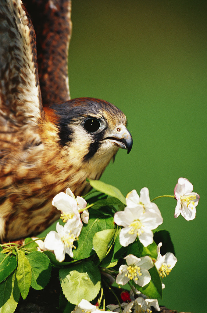 Detail of American Kestrel on a Crab Apple Bloom by Anonymous