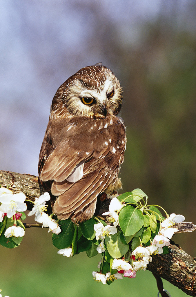 Detail of Saw-Whet Owl on Crab Apple Bloom by Anonymous