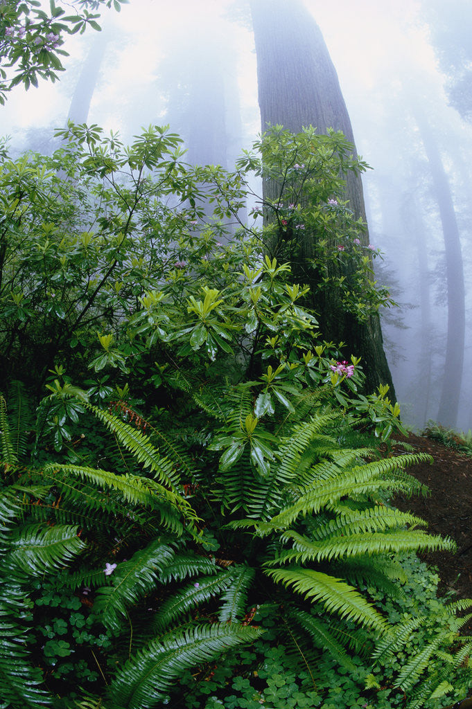 Ferns and Rhododendrons Among Redwoods by Corbis