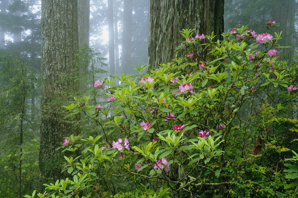 Detail of Rhododendrons Among Redwoods by Anonymous