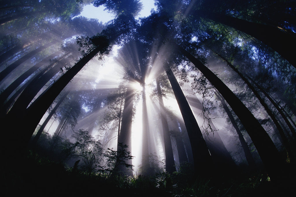 Detail of Sunlight Passing Through Redwood Forest by Anonymous