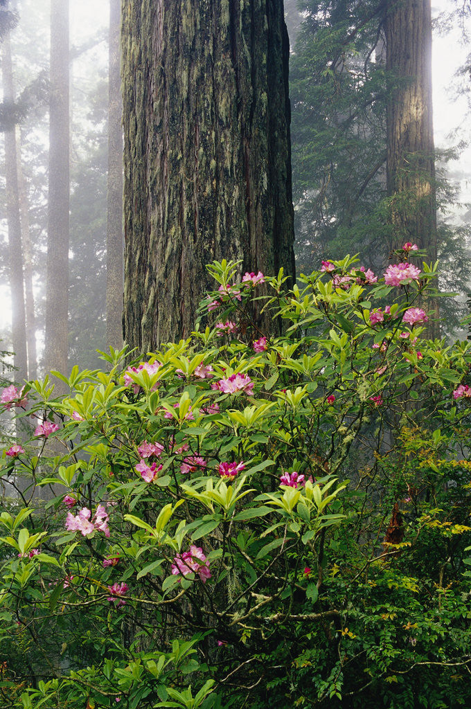 Detail of Rhododendrons and a Redwood by Anonymous
