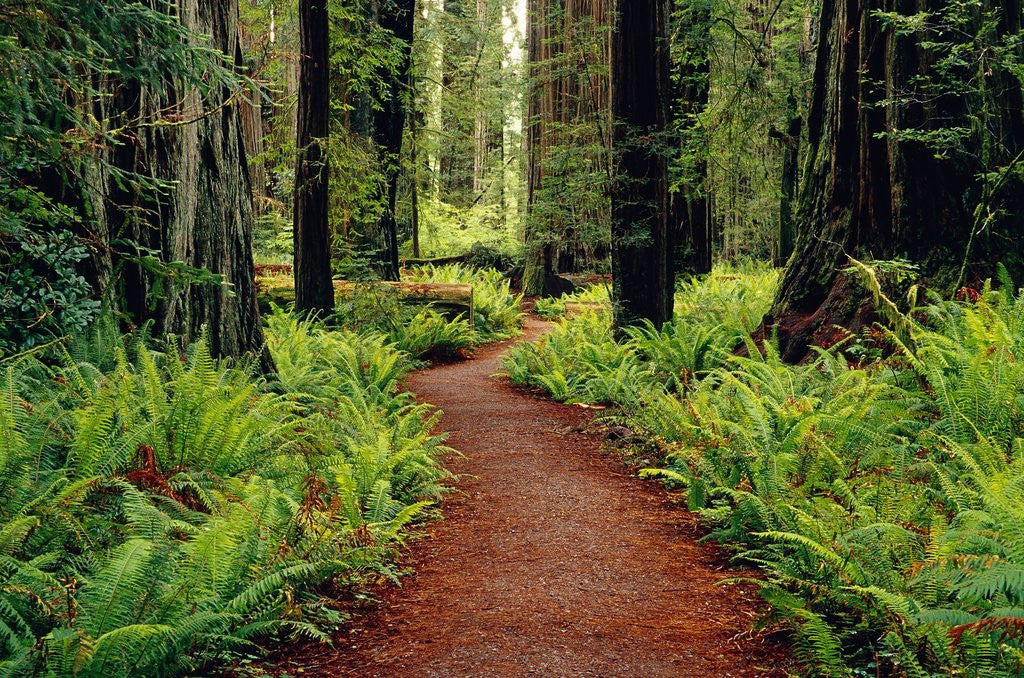 Detail of Trail Winding Through Redwoods by Anonymous