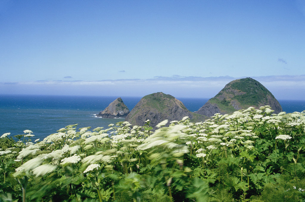 Detail of Cow Parsnip Plants Along Oregon Coastline by Anonymous