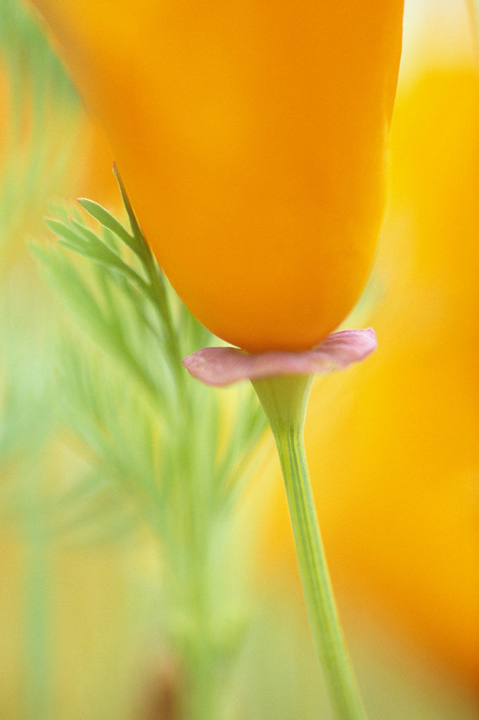 Detail of California Poppy by Anonymous