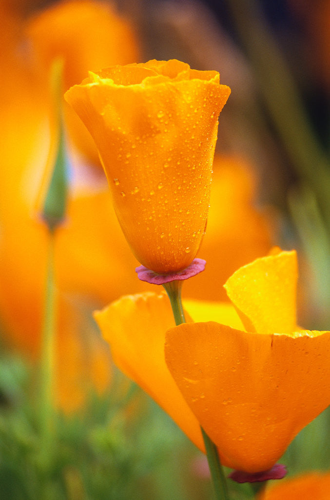 Detail of California Poppies by Anonymous