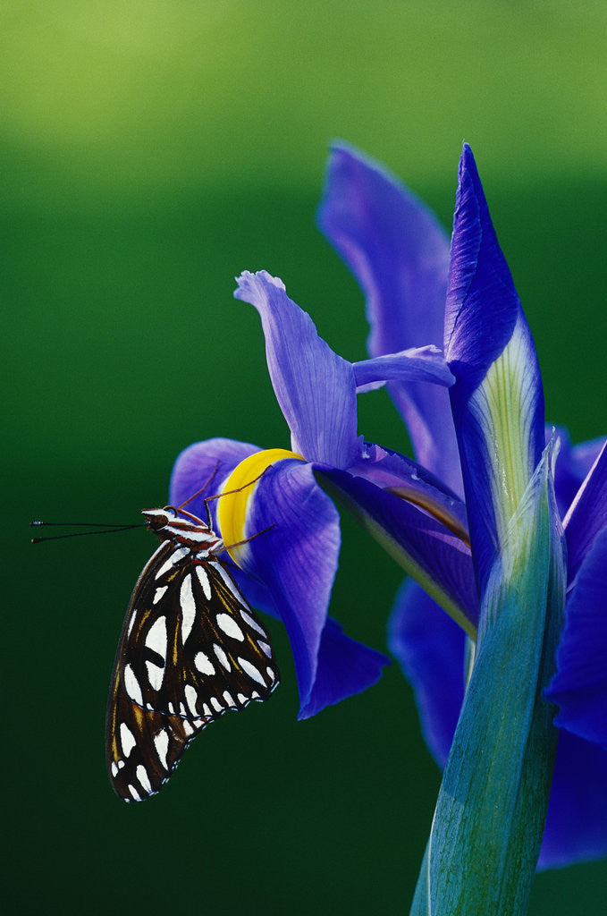 Detail of Fritillary Butterfly on a Dutch Iris by Anonymous