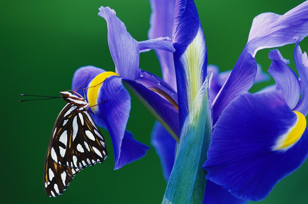 Detail of Fritillary Butterfly on a Dutch Iris by Anonymous