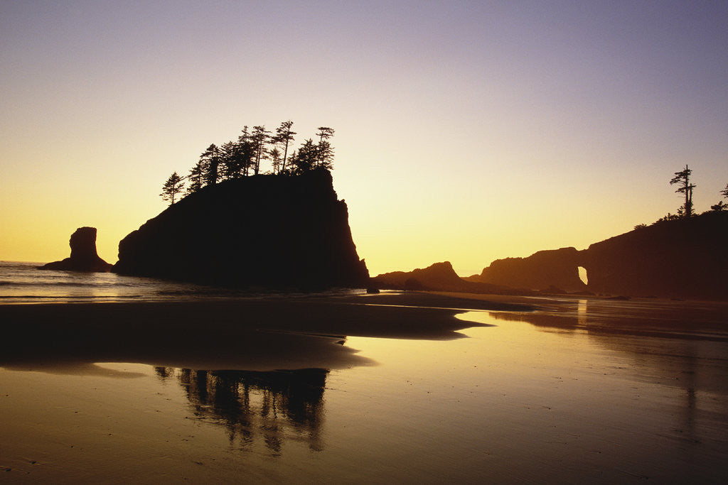 Detail of Second Beach in Olympic National Park by Anonymous